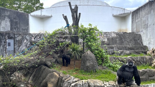 ゴリラの繁殖を目指す千葉市動物公園 本格環境整備に着手