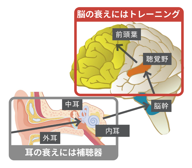 脳の