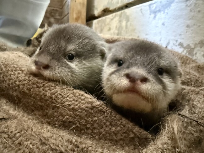 【南知多ビーチランド】コツメカワウソの赤ちゃんの愛称を募集します<愛知>