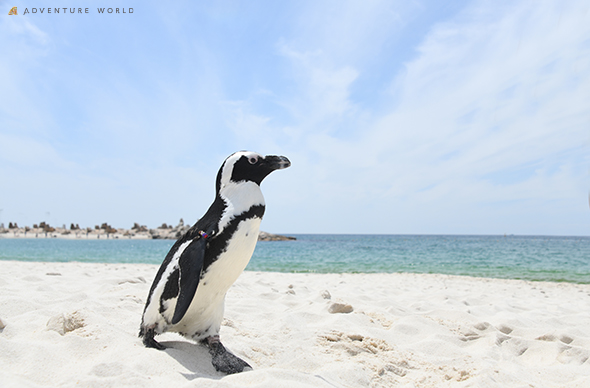 本州一早い海開きに「出張ペンギンカフェ＆ペンギンロボットミュージアム」がオープン！ケープペンギン店長が、白良浜のビーチをお散歩