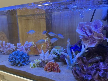 学ベルイベント「わくわく　移動水族館」開催