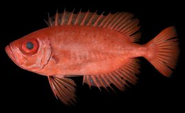 生鮮時のPriacanthus starnesi(アカネキントキ)のホロタイプ(標準体長154.8mm：鹿児島県産)