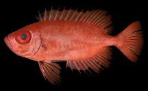 「アカネキントキ」は新種だった！西太平洋からキントキダイ科魚類を新種記載「Priacanthus starnesi」と命名