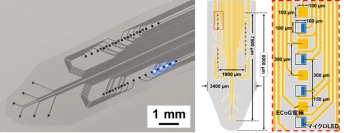【名城大学】マウス脳を広域カバーするフィルム型神経デバイスを開発 ～大脳皮質頭頂部から側頭深部まで光刺激と神経記録を同時に実現～