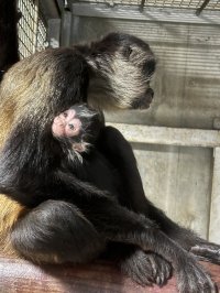 ジェフロイクモザルの赤ちゃんが誕生しました。東武動物公園に新しい仲間が加わりました