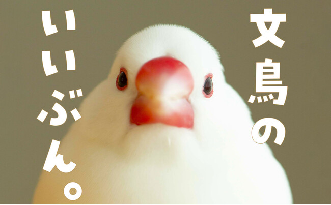 文鳥にモテたい人にオススメ 最新研究でわかった50のヒミツを可愛い写真とともに解説した『文鳥のいいぶん。』が発売