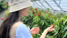 都心から60分の“ライチ狩り”！国内わずか1％の希少な完熟果実、高級ブランド「千の葉ライチ」が5月1日より予約受付を開始