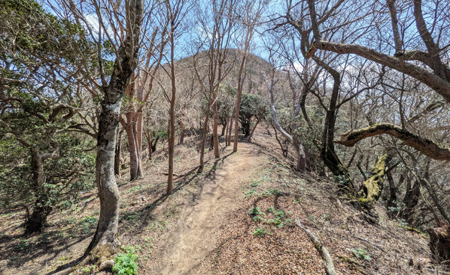 シャクナゲに染まる「トレッキングセミナー天城山」開催