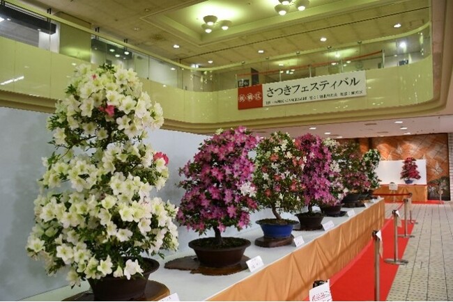 百花繚乱！満開に咲き誇る「さつきフェスティバル」開催