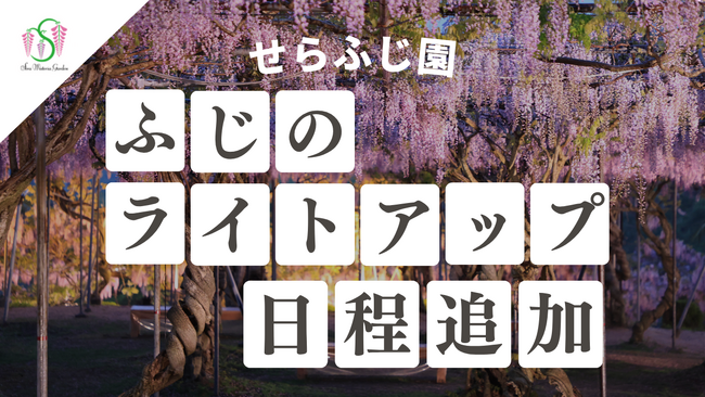 【広島/世羅】園内ライトアップの日程を追加します ふじとルピナスまつり《せらふじ園》