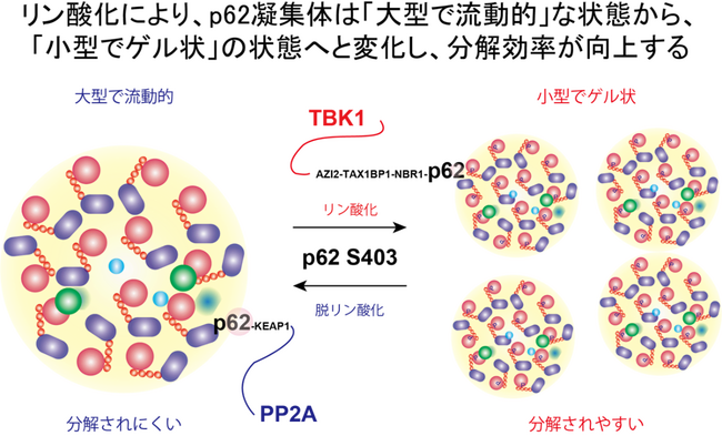 リン酸化がタンパク質分解効率を決める仕組みを解明