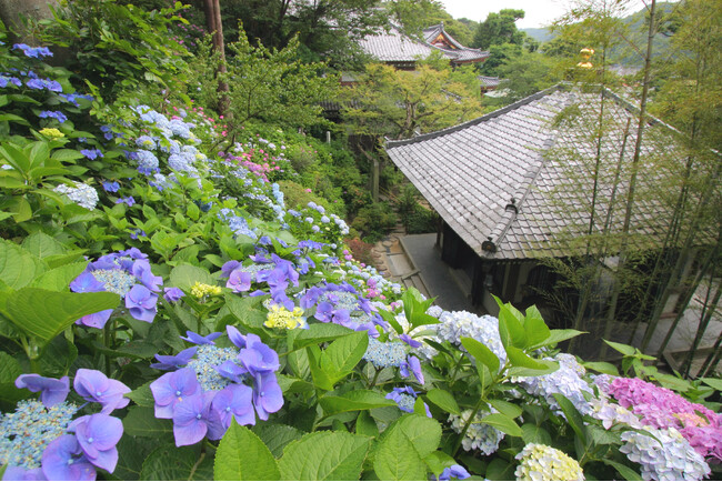 【鎌倉長谷寺】事前申込で快適なあじさい鑑賞を!