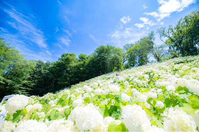 初夏の東京に、奇跡の花景色。「秋川渓谷あじさいまつり2026」開催