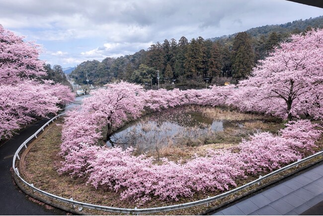 湖東三山・西明寺門前の池寺溜池に桜20本を植樹