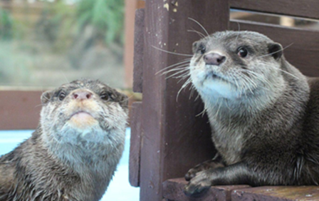 「世界カワウソの日」特別イベント開催! カワウソのことがもっと好きになる!!
