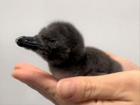 【すみだ水族館】この春、新しいいのちが仲間入り
マゼランペンギンの赤ちゃん「じんべえ」誕生!