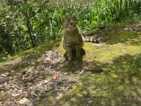 【京都産業大学】― 学生がつくる、猫と共生するキャンパス ―学生主体による「まちねこ活動」京都産業大学ボランティア団体「むすびねこ」本格始動！