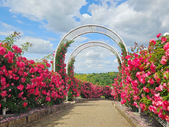 【まもなく見ごろ】初夏を彩る、華やかなバラの散歩道 ~バラロード~ 【ハーベストの丘】