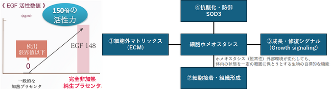 全く新しいスキンケアの扉、プラセンタカイン。透明で美しい素肌は科学的に証明できる成分のチカラと、細胞に近い成分をそのまま肌に補い実現する時代に。