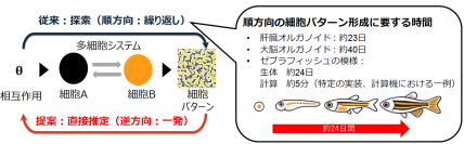 細胞の並びから、組織のでき方を逆算する新技術 ～組織形成の仕組み解明とiPS細胞由来の人工組織設計の加速に貢献～