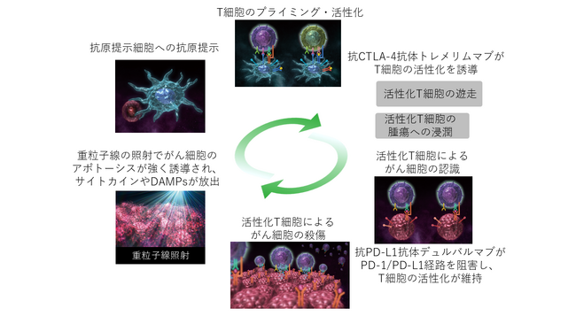 進行肝細胞がんに対する重粒子線と免疫療法の併用を医師主導治験で評価-安全性と有効性の兆候を世界で初めて確認-