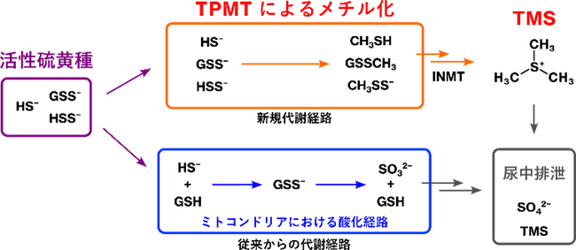 体内の有害な活性硫黄を無毒化・排出する二重制御機構を解明―メチル化と酸化による“二重制御”が生体を防御する仕組み―
