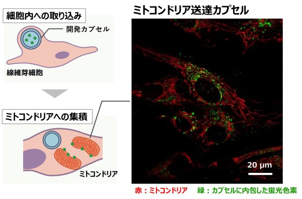 ミトコンドリアに化粧品成分を届けるカプセルを開発