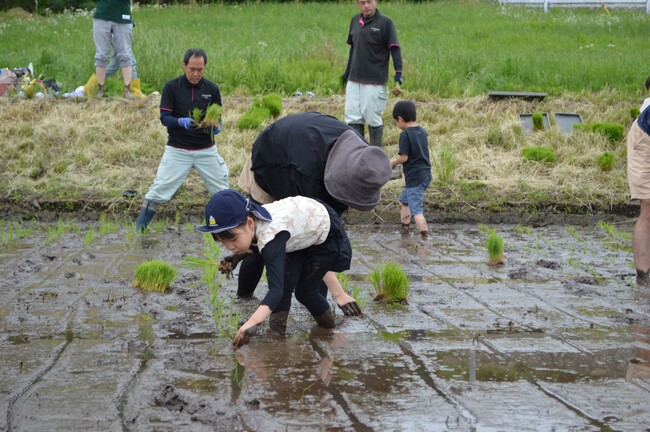 つくば市で田植え体験 稲刈りまでの連続企画スタート 5月23日(土)〔茨城 栃木〕