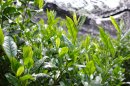 雷一茶では、一番茶のみを贅沢に使用 雷一茶では、一番茶のみを贅沢に使用
