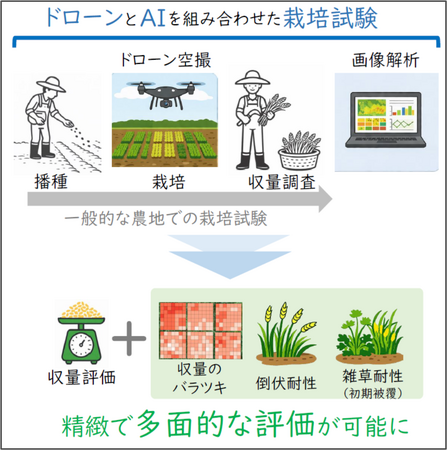 「収量」だけじゃない 様々な栽培特性を空から測る新たな枠組み―混植栽培の生産性・安定性・倒伏/雑草耐性を同時に評価―
