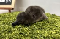 【すみだ水族館】この春4羽目の誕生!
マゼランペンギンの赤ちゃん「とうふ」が仲間入り