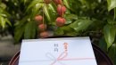 ライチ初荷の様子 ライチ初荷の様子