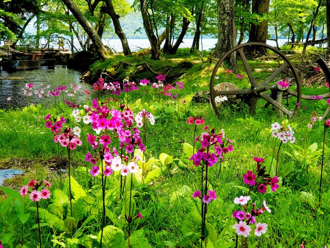 静かな森に咲く可憐な花「クリンソウ」　日本有数の群生地・奥日光の千手ヶ浜でまもなく見ごろを迎えます　～休暇村日光湯元ではホテルから赤沼までの無料送迎バスを運行～