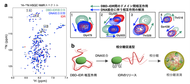 【徳島大学】相分離を介した転写因子ハブ形成を制御する「分子スイッチ」の機構を解明～構造揺らぎが転写因子の分子集合を制御する～