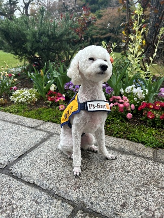ペッツファーストグループ CSR活動「Pets always come firstプロジェクト」補助犬育成支援により、14頭目のペッツファースト聴導犬が誕生！