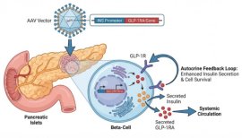 図1 AAVが媒介するGLP-1RA遺伝子の膵島β細胞における発現およびその作用機序の模式図 図1 AAVが媒介するGLP-1RA遺伝子の膵島β細胞における発現およびその作用機序の模式図