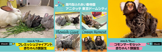 屋内型ふれあい動物園「アニタッチ 東京ドームシティ」コモンマーモセットとフレミッシュジャイアントの赤ちゃんが誕生！