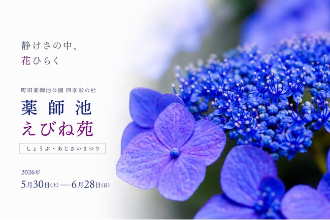 【町田】約2,200株の花ショウブと約6,000株のアジサイが彩る、初夏の花さんぽ