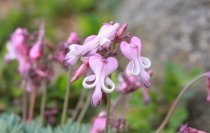 六甲高山植物園 高嶺の花コマクサ が見頃です!