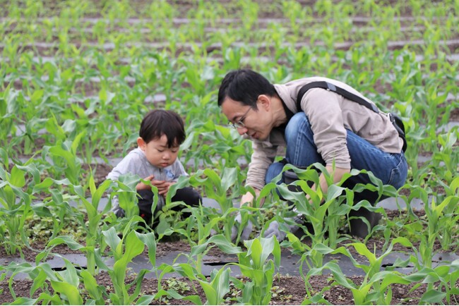 トウモロコシ畑の草取りや小松菜の収穫体験 昭和村「宮田さんち」の畑で 6月6日(土)〔群馬〕