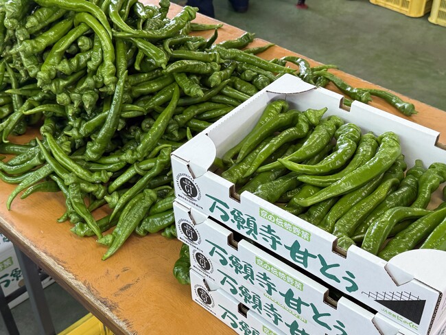 舞鶴市発祥「万願寺甘とう」初出荷・出発式 出荷量537トン達成へ向け始動