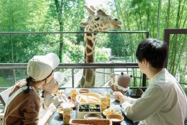 撮影場所:サユリワールド園内「キリンテラス」 撮影場所:サユリワールド園内「キリンテラス」