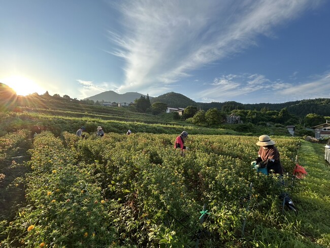 【山形・置賜】日本の紅（あか）をつくる町・白鷹町で、早朝の紅花摘みから紅餅づくりまで体験する1泊2日ツアーを開催