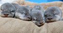 コツメカワウソさんの赤ちゃんたち コツメカワウソさんの赤ちゃんたち
