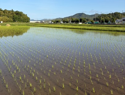 ネオジャパン、丹波篠山の「ネオジャパンFarm」にて社員による田植えを実施
