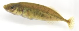 生時のムサシトミヨPungitius nakamurai(Paratype、標準体長40.2 mm：さいたま水族館より寄贈)