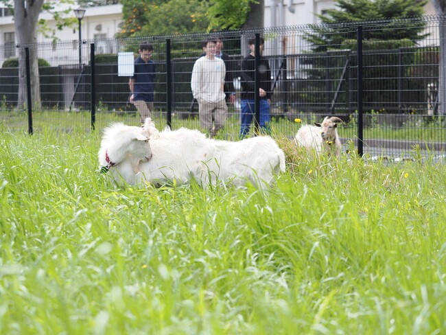 学生や近隣住民の「かわいい」「癒される」の声に応えて　～ヤギにキャンパスの雑草を食べてもらう活動を今年も実施～
