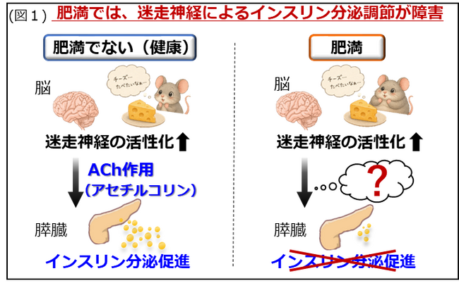 【徳島大学】自律神経による“インスリン分泌のブレーキ”を発見―肥満で強まる新たな抑制メカニズムを解明―