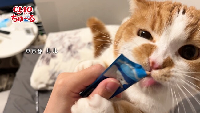 いなばペットフード　「CIAO ちゅ～る」2026年春の新CM第3弾を公開！全国の猫ちゃんが登場