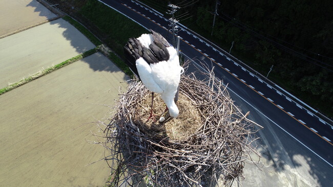 国特別天然記念物コウノトリが舞鶴市内で営巣。卵を確認